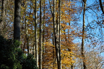 arboles en oto&ntilde;o