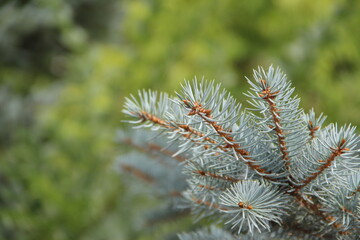 firs and fir trees with cones and needles