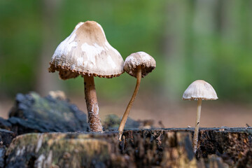 This Franjevlekplaat (Panaeolus papilionaceus) grew on a tree stump in park De Horsten in Wassenaar