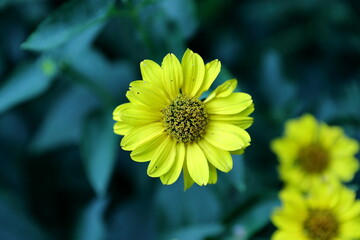 Piękny żółty kwia kwitnący latem w przydomowym ogrodziet 