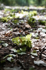forest floor with leaves
