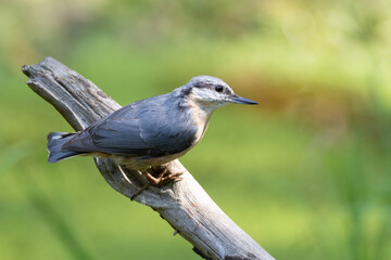 Nuthatch in beautiful pose on a branch