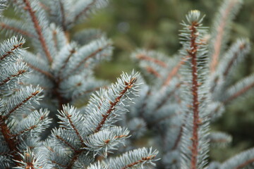 firs and fir trees with cones and needles