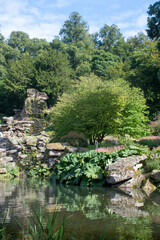 Fototapeta na wymiar Still pool in Garden with Large Rock and Gunnera plant