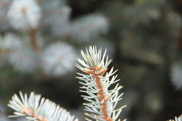 firs and fir trees with cones and needles