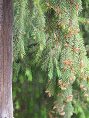 firs and fir trees with cones and needles