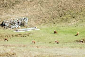 cows pasturing at Pantano well, Abruzzo, Italy