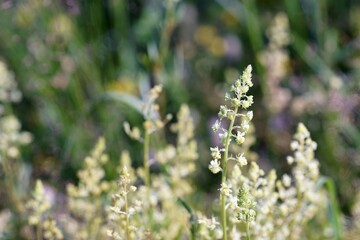 July on a flower meadow, reseda in full bloom, fuzzy background