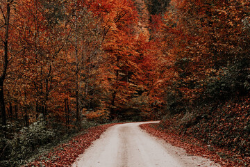 Road surrounded by trees covered in colorful leaves in a forest in autumn - perfect for wallpapers