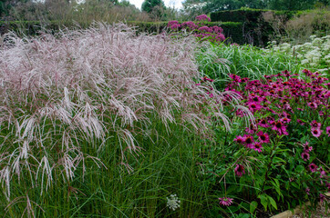 Large Clump of White Grass and Purple Echinaceas