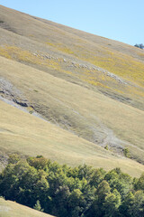 sheep  flock on Greco range green slopes near Godi pass, Abruzzo, Italy