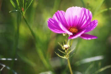 Obraz premium Summer on a flowery meadow, purple cosmos flower, close-up and b