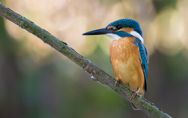 Common kingfisher, Alcedo atthis. The bird sits above a shallow river on a beautiful dry old branch