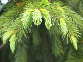 firs and fir trees with cones and needles