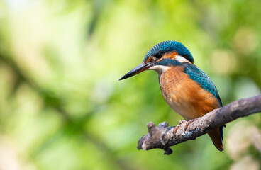 Common kingfisher, Alcedo atthis. The bird sits above a shallow river on a old branch
