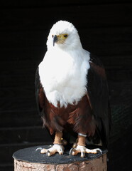 Beautiful eagle in a park