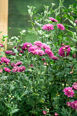 Bushes with flowers of purple chrysanthemums in the garden in autumn.