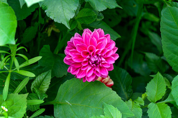 dahlia flower with lilac petals on a flower bed. Close-up.