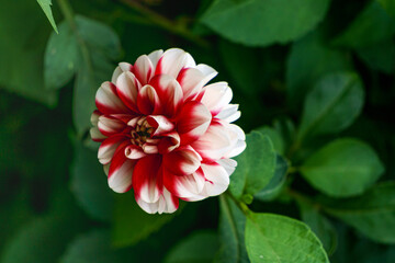 dahlia flower with white-red petals on a flower bed. Close-up.