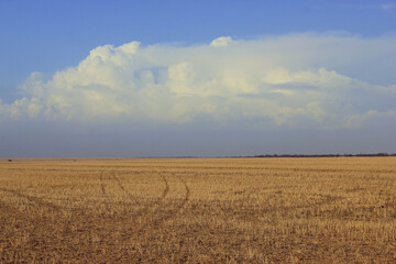 A dry Australian paddock