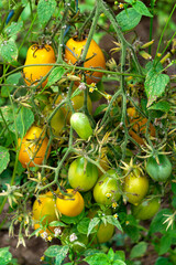 Ripening harvest of green and yellow plum tomatoes in the greenhouse.