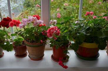 variety of geranium pots isolated on white