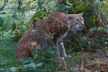 Fast lynx in its outdoor enclosure