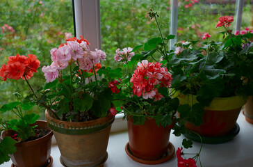 variety of geranium pots isolated on white