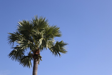 Fototapeta premium Tropical sugar palm tree against a bright clear blue sky, summer nature background with copy space, sunny day in the tropics
