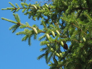 firs and fir trees with cones and needles