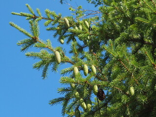 firs and fir trees with cones and needles
