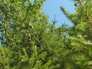 firs and fir trees with cones and needles