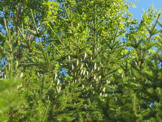 firs and fir trees with cones and needles