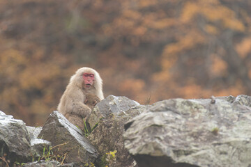 岩の上のニホンザルの親子