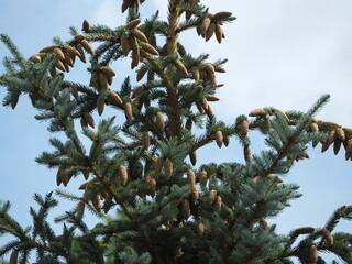 firs and fir trees with cones and needles