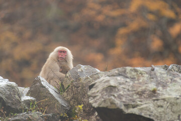 岩の上のニホンザルの親子
