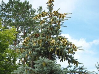 firs and fir trees with cones and needles
