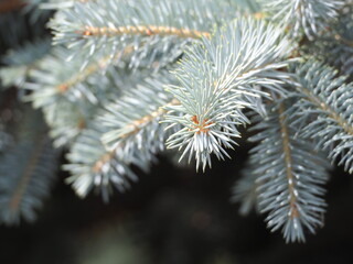 firs and fir trees with cones and needles