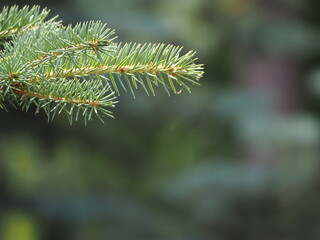 firs and fir trees with cones and needles