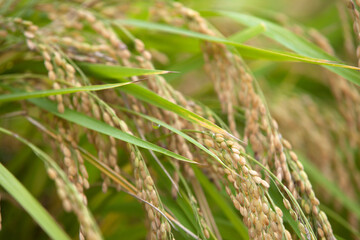 Close-up of ripening ears of rice outdoors in the field
