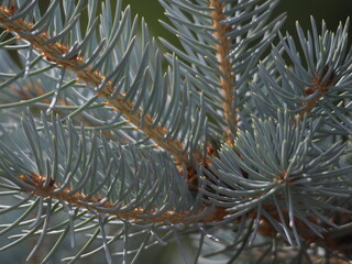 Naklejka na ściany i meble firs and fir trees with cones and needles