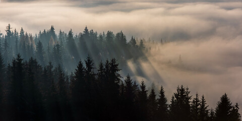 Forêt dans le brouillard du matin. Brouillard divisé par les rayons du soleil. Matin brumeux vue dans la zone de montagne humide.