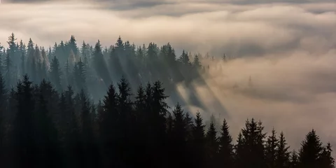 Papier Peint photo autocollant Forêt dans le brouillard Forêt dans le brouillard du matin. Brouillard divisé par les rayons du soleil. Matin brumeux vue dans la zone de montagne humide.