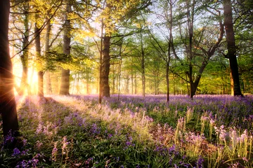 Vlies Fototapete Schokoladenbraun Amazing sunrise through Norfolk bluebell woodland