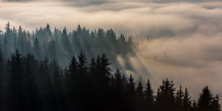 Forest in morning fog. Fog divided by sun rays. Misty morning view in wet mountain area. © krstrbrt