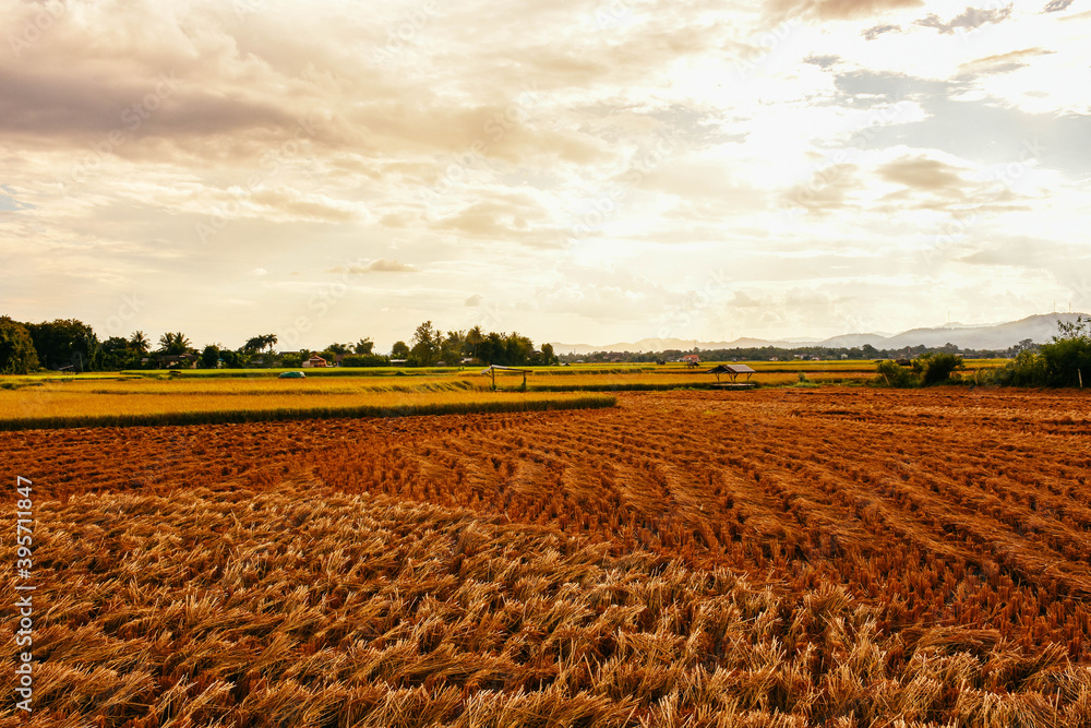 Wall mural rice paddy field after harvest. dry rice field background with hay.