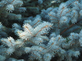 firs and fir trees with cones and needles