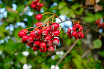 Nahaufnahme: Rote, reife Beeren des Weißdorn (Lat.: Crataegus) im Herbst vor einer grünen Hecke im Hintergrund