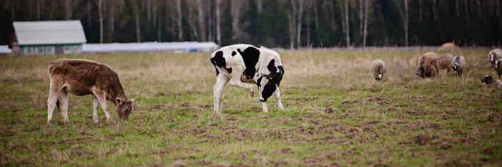 Naklejka na ściany i meble Cow scratches ear with hoof, grazing on the farm. Extra wide banner