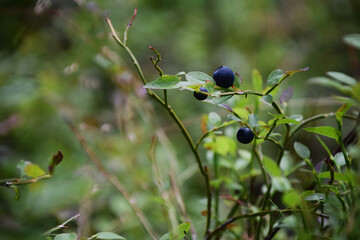 Wild blueberries in the forest. Photo taken in Sweden.